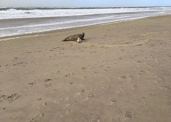 Vermeer Вилла *