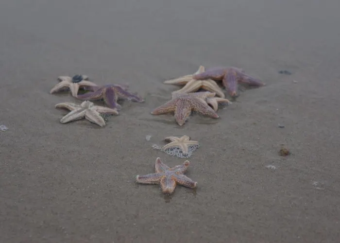 Vermeer * Каллантсог